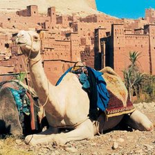 Схема вышивки «верблюды»