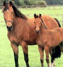 Схема вышивки «лошади»