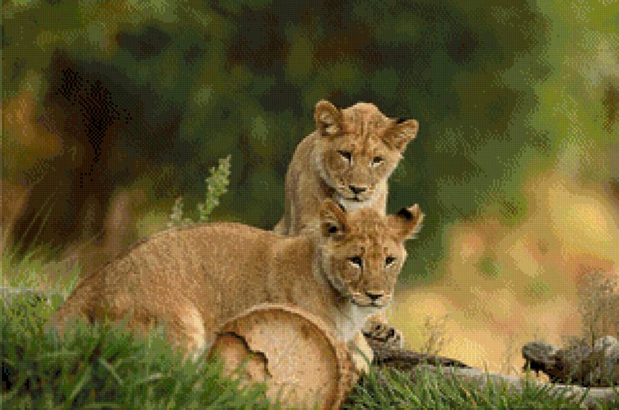 тигер - животние - предпросмотр