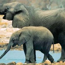 Схема вышивки «слоны»