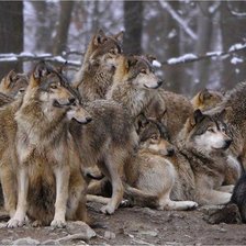 Схема вышивки «стая»