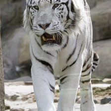 Схема вышивки «тигер»