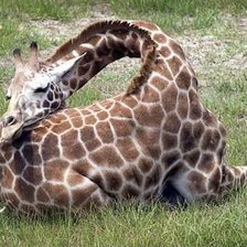 Схема вышивки «жыраф»