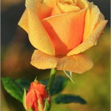 Схема вышивки «ghghjhj»