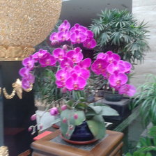 Схема вышивки «Цветы»