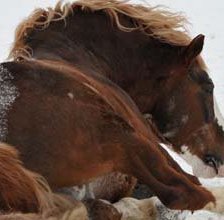 Схема вышивки «лошади»