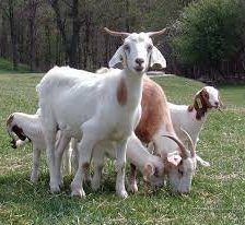 Схема вышивки «симья»