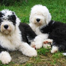 Схема вышивки «собаки»