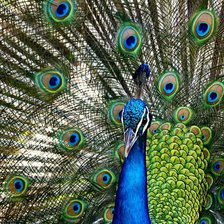 Схема вышивки «павлин»