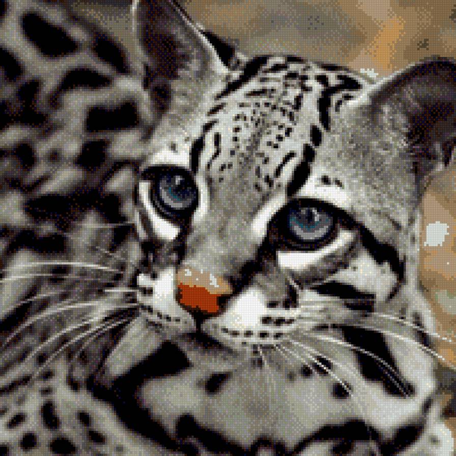 киса - кошка, гепард - предпросмотр