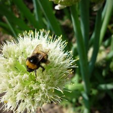 Схема вышивки «шмель»