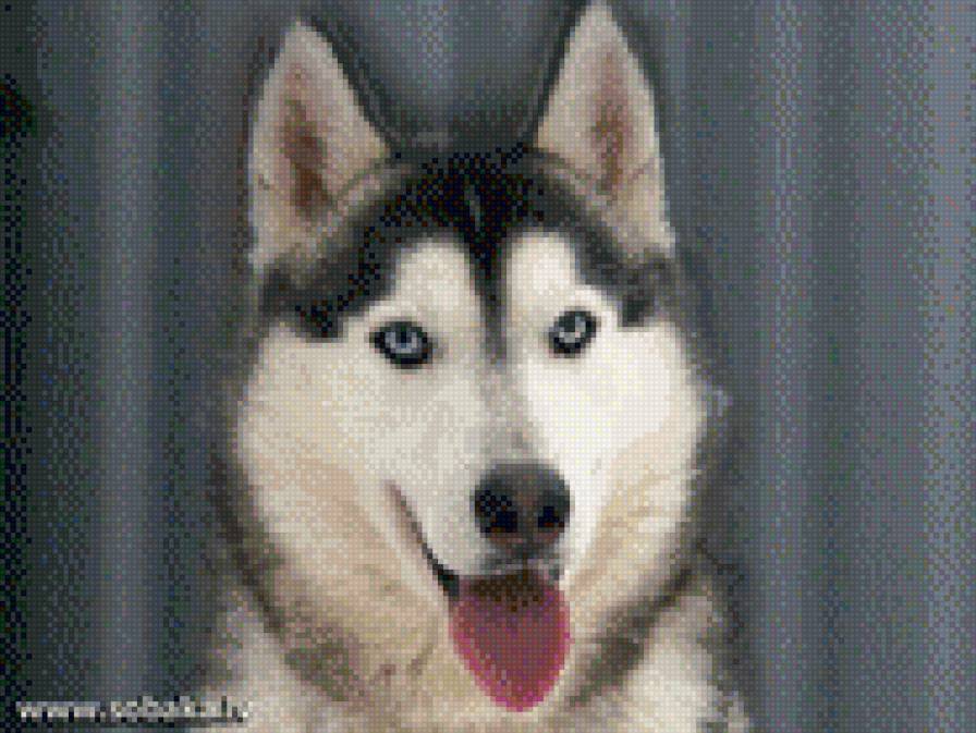 Хаски - предпросмотр