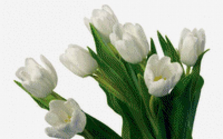 Белые тюльпаны - предпросмотр