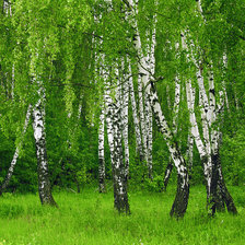 Схема вышивки «березовая роща»