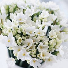 Схема вышивки «№843298»