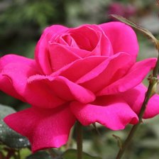 Схема вышивки «№843510»