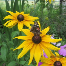 Схема вышивки «цвети»