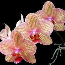 Схема вышивки «№844268»