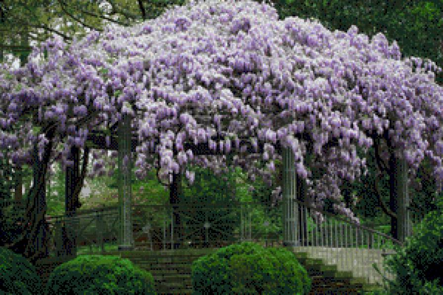 бисетка - растения, цветы - предпросмотр