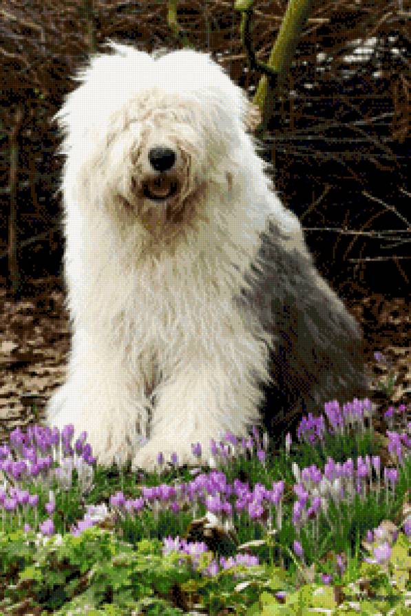 собаки - животние - предпросмотр