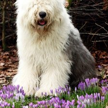 Схема вышивки «собаки»