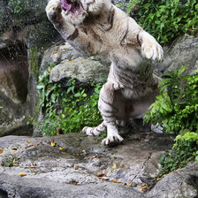 Схема вышивки «тигер»