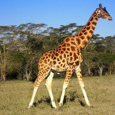 Схема вышивки «жыраф»