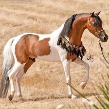 Схема вышивки «арабский скакун»