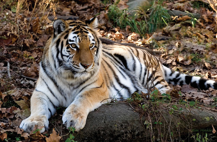 тигер - животние - оригинал