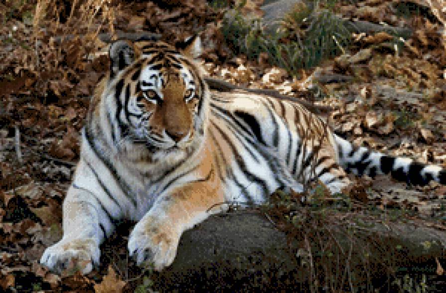 тигер - животние - предпросмотр