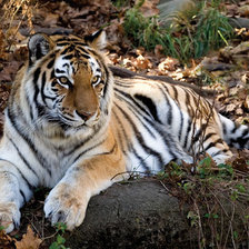 Схема вышивки «тигер»