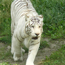 Схема вышивки «белый тигер»