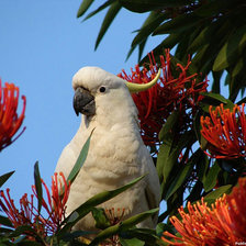 Схема вышивки «птица»