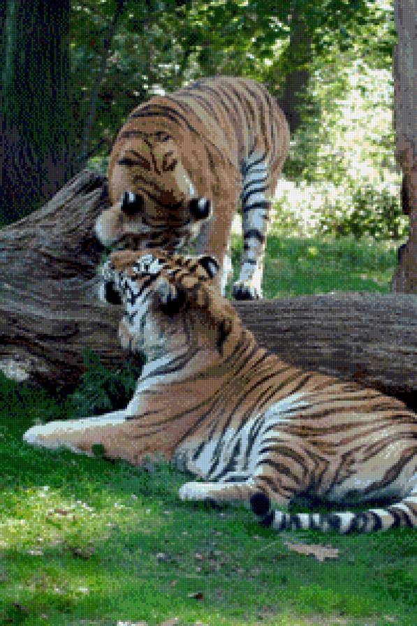 тигер - животние - предпросмотр