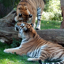 Схема вышивки «тигер»