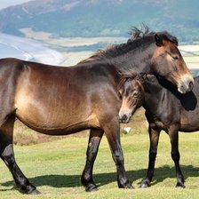 Схема вышивки «лошадь»