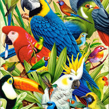 попугайчики