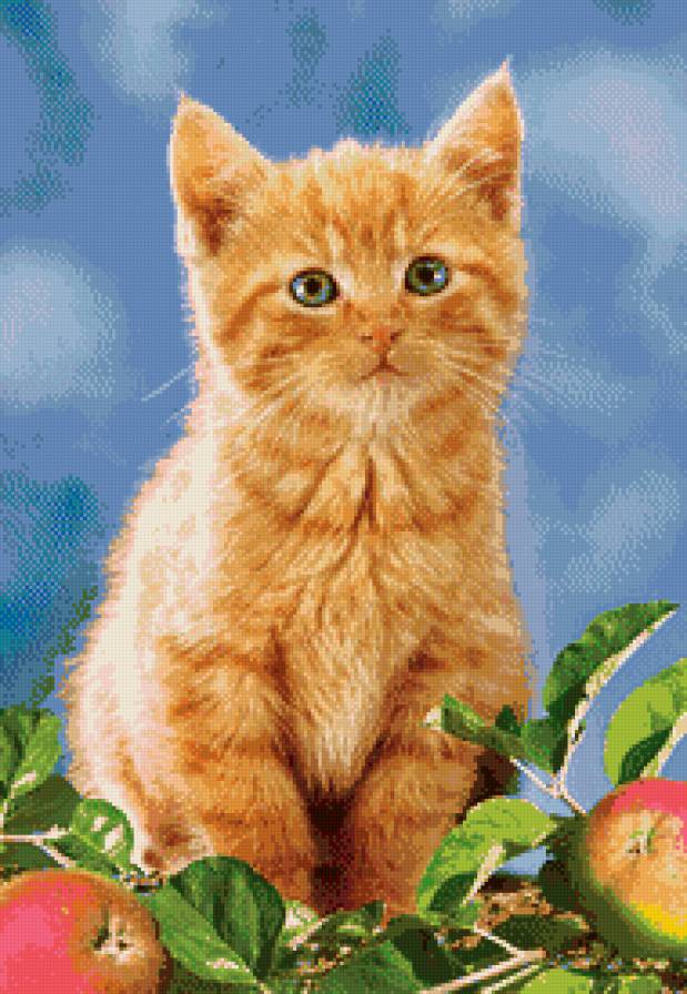 котенок - яблоки, кошки, фрукты, животные, котята, котик, кошка, кот - предпросмотр
