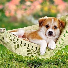 Схема вышивки «щеночек»