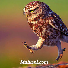 Схема вышивки «сова»