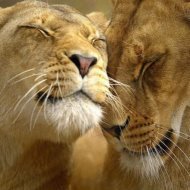 Схема вышивки «№844721»