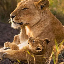 Схема вышивки «№844723»