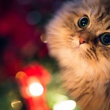 Схема вышивки «Кошка»