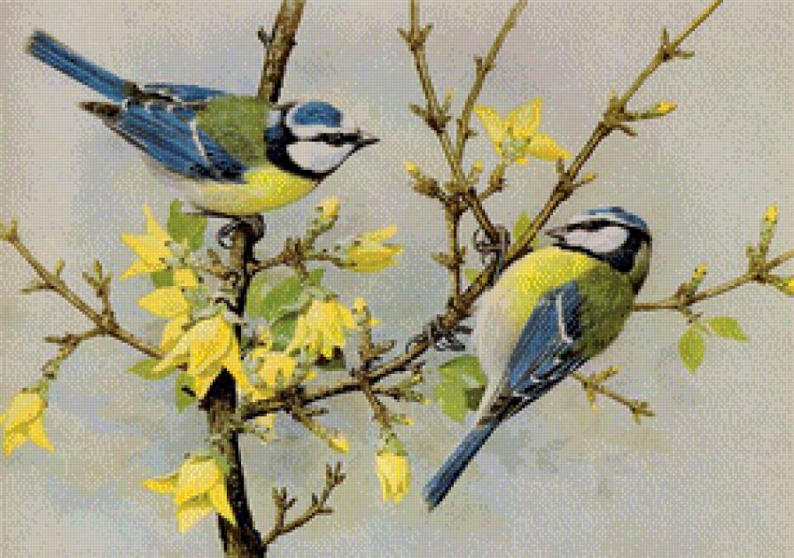 синички - птицы - предпросмотр