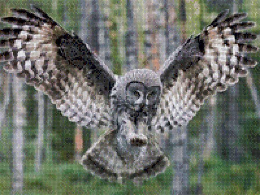 Сова в полете - птицы, сова - предпросмотр