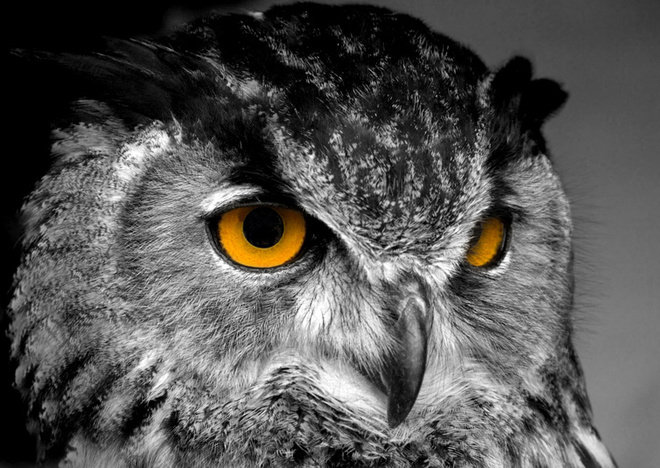 Сова - сова, птицы - оригинал