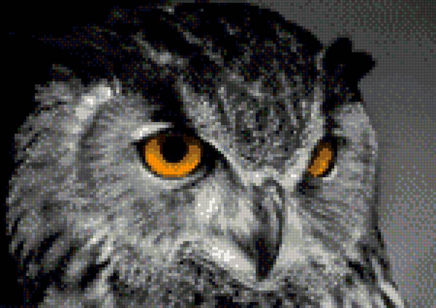 Сова - сова, птицы - предпросмотр