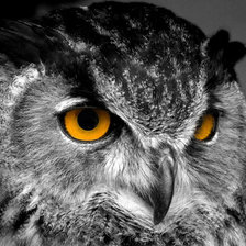 Схема вышивки «Сова»