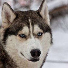 Схема вышивки «Хаска»