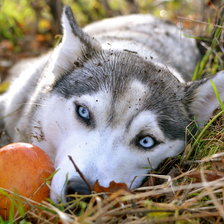 Схема вышивки «Хаски»